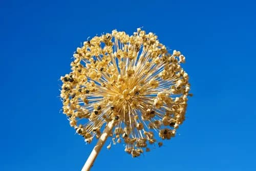 Pissenlit doré sur fond d'un ciel bleu